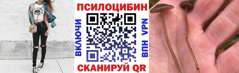 shop наркотические препараты  Морозовск  Галлюциногенные грибы MAGIC MUSHROOMS 